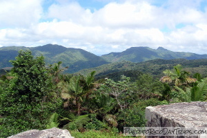 Toro Negro Forest