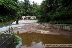 Toro Negro Forest