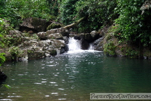 Toro Negro Forest