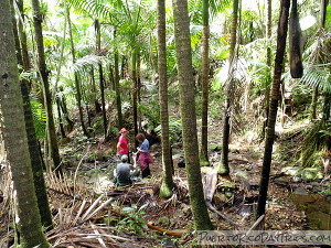 Trade Winds Trail in El Yunque