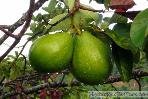 Avocado at Coqui's Hideaway