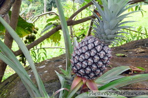 Pineapple at Coqui's Hideaway