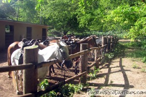 Tropical Trail Rides