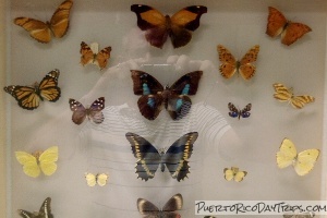 UPR Insect Museum