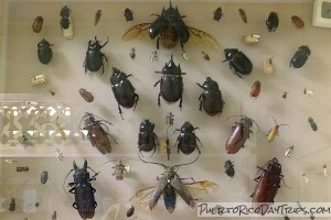 UPR Insect Museum