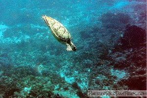 Sea Turtle in Vieques