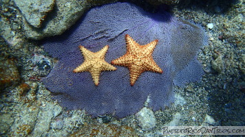 Vieques Snorkeling