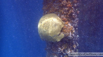 Vieques Snorkeling