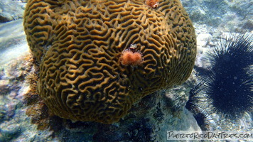 Vieques Snorkeling