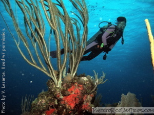 Wall Diving at La Parguera