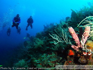 Wall Diving at La Parguera