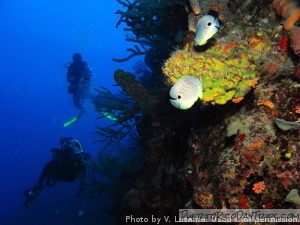 La Parguera Wall Dive