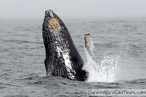 Whale Watching in Puerto Rico