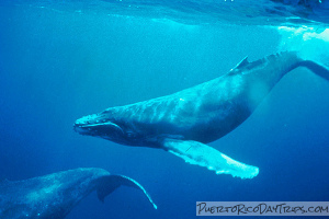 Whale Watching in Puerto Rico