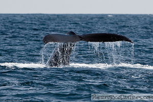 Whale Watching in Puerto Rico
