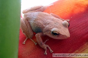 Puerto Rico Coqui