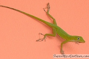 Puerto Rico Anole