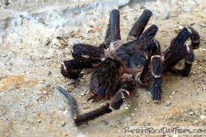 Puerto Rico Tarantula