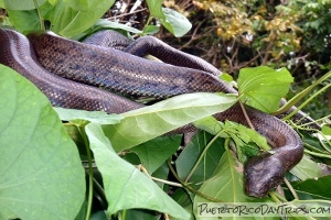 Puerto Rico Boa Constrictor