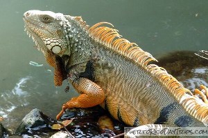 Puerto Rico Iguana