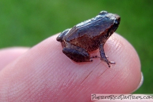 Puerto Rico Baby Coqui on Fingertip