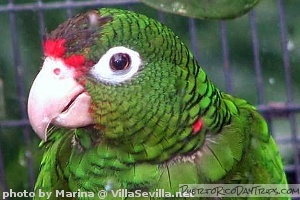 Puerto Rican Parrot