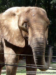 Elephant at the Mayaguez Zoo