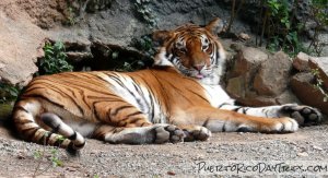Tiger at the Mayaguez Zoo