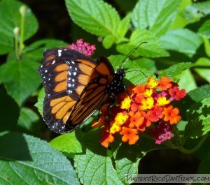 Butterfly at the Mayaguez Zoo